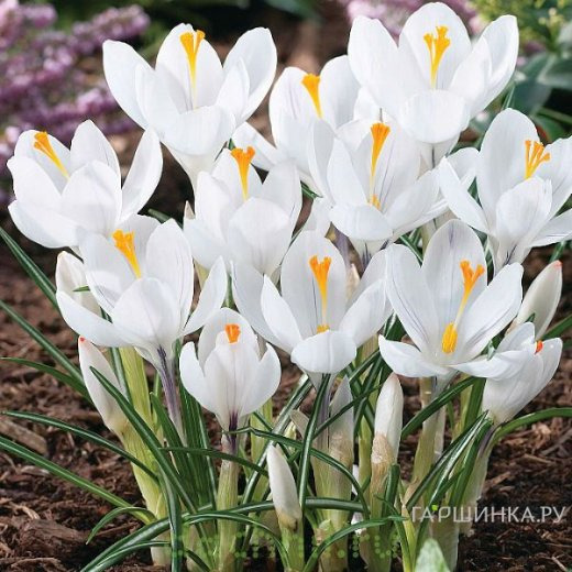 Крокус Жанна д'Арк 10 шт