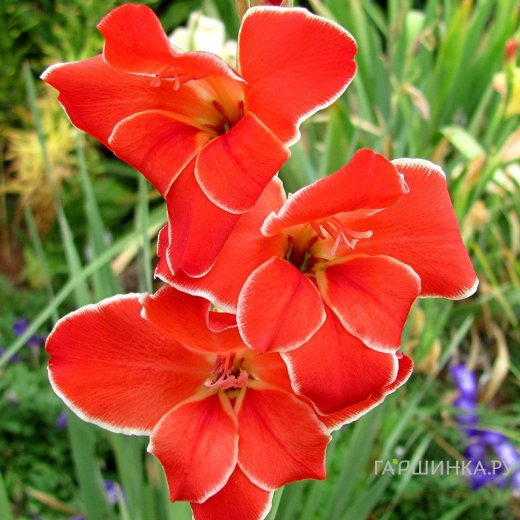 Гладиолус мини Атом 5 шт