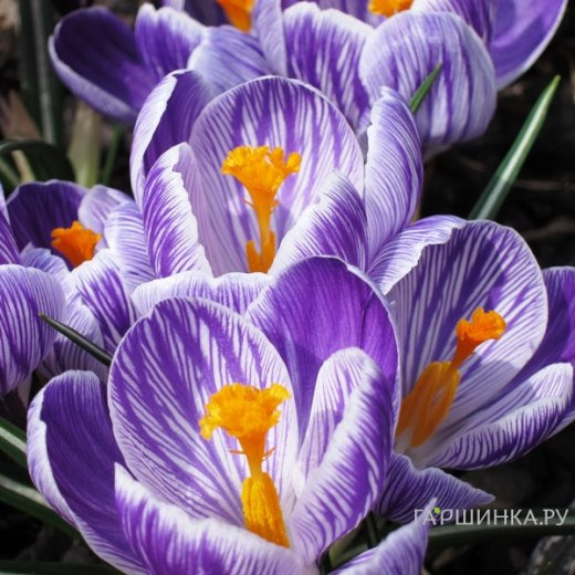 Крокус Пиквик 10 шт