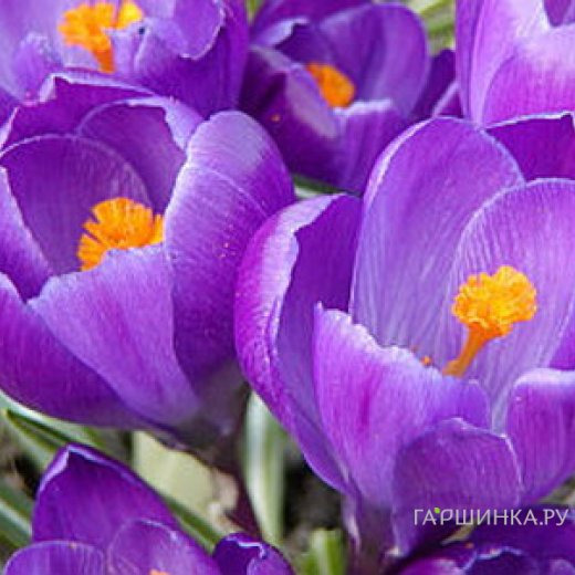 Крокус Ремембранс 10 шт