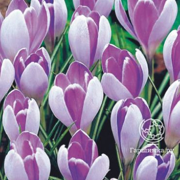 Крокус Вангард 10 шт