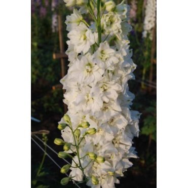 Дельфиниум Уайт