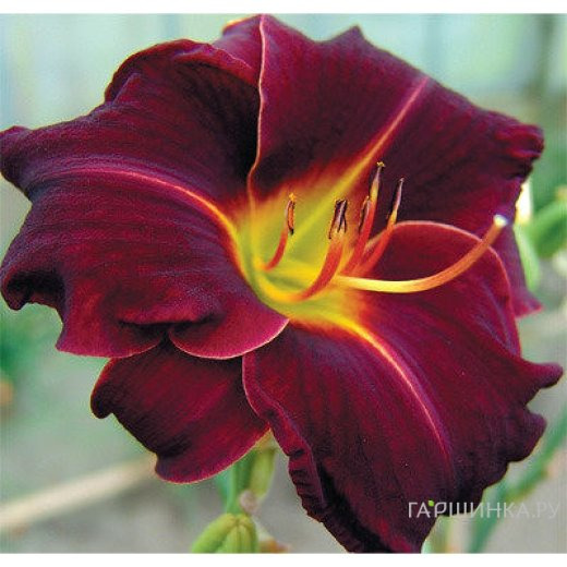 Лилейник Эд Мюрей