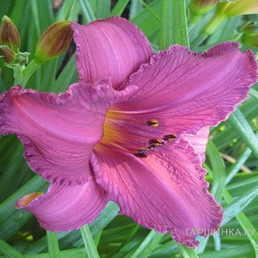 Лилейник Саммер Вайн