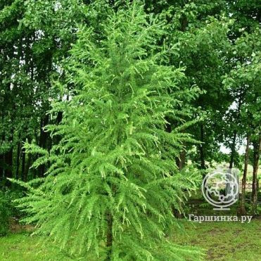Лиственница Кемпфера