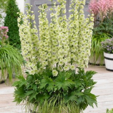 Дельфиниум махровый Морнинг Санрайз