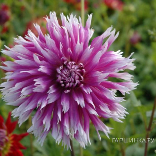 Георгина Тэйбл Данс бахромчатая