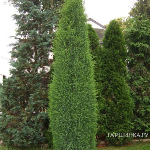 Можжевельник обыкновенный Суецика