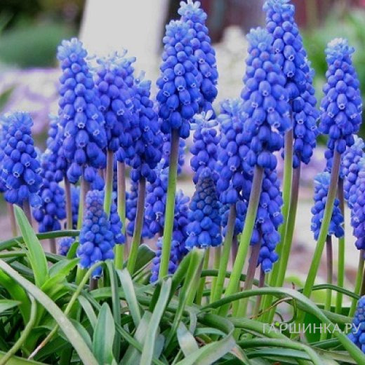Мускари Арменикум 15 шт