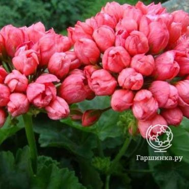 Пеларгония тюльпановидная Ред Пандора