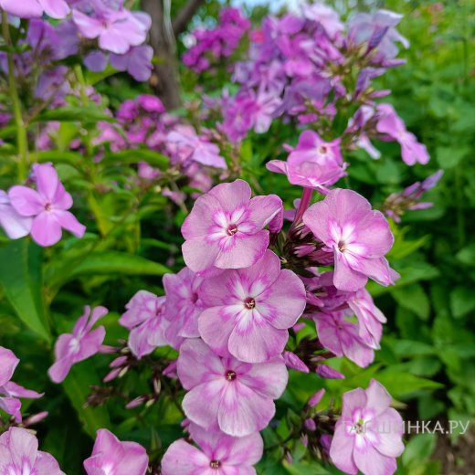 Флокс Селена