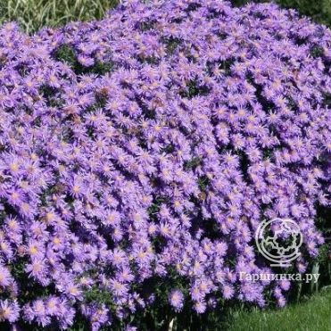 Астра Блу Лагун кустарниковая