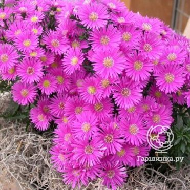 Астра кустарниковая Дженни