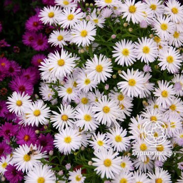 Астра кустарниковая Шникиссен