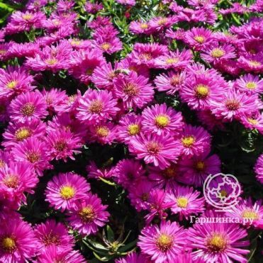 Астра кустарниковая Старлайт