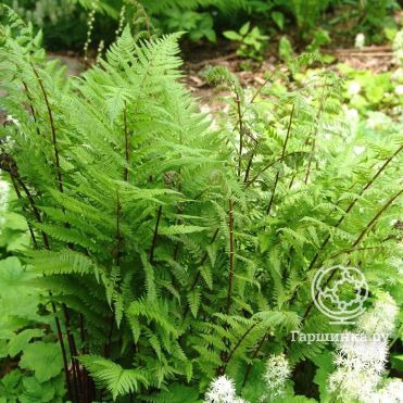 Кочедыжник (папоротник) Леди ин Ред