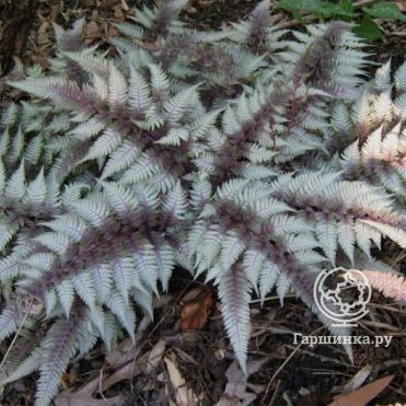 Кочедыжник (папоротник) ниппонский Ред Бьюти