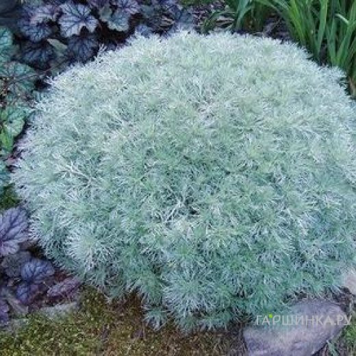 Полынь Шмидта Нана