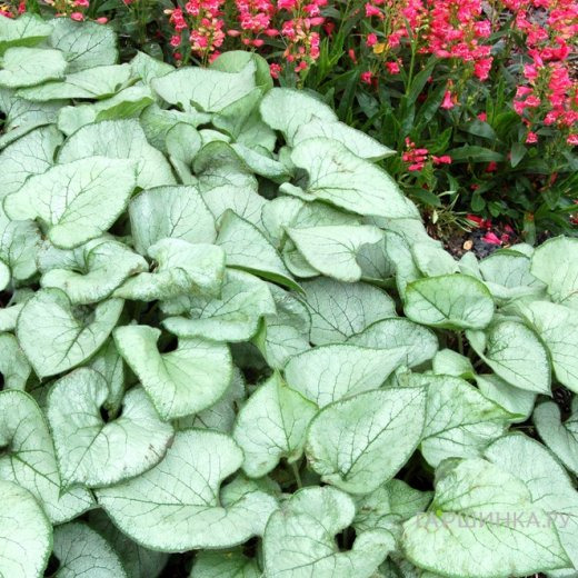 Бруннера Лукин Гласс