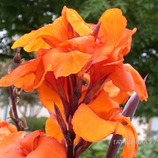 Канна Вайоминг