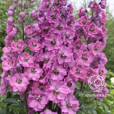 Дельфиниум высокий Новозеландский Дуск Майден (Сумеречные девы)