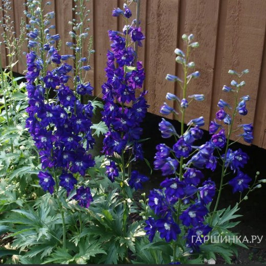 Дельфиниум высокий Кинг Артур (Король Артур)
