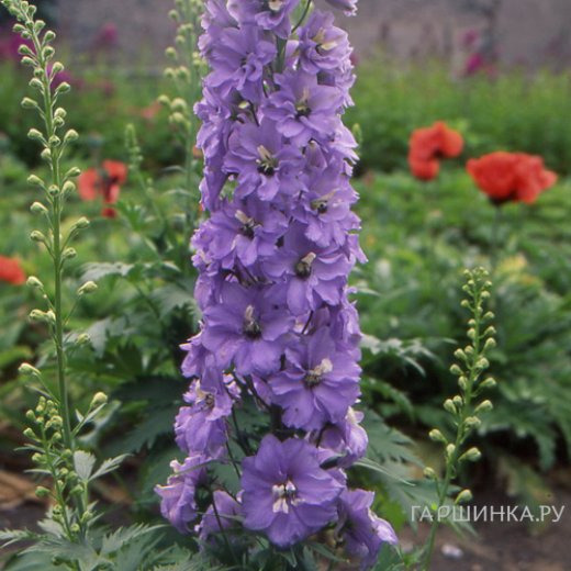 Дельфиниум Камельярд