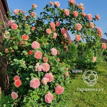 Роза Хендель плетистая, Imperial Rose