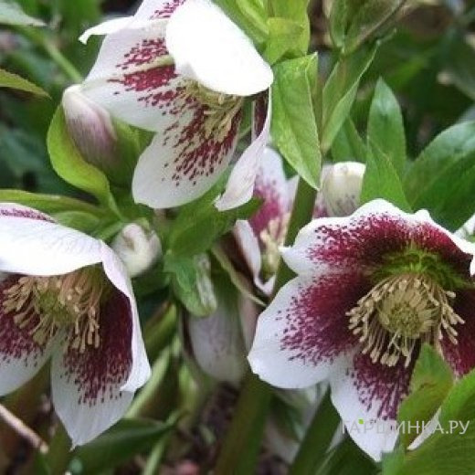 Морозник Трикастин