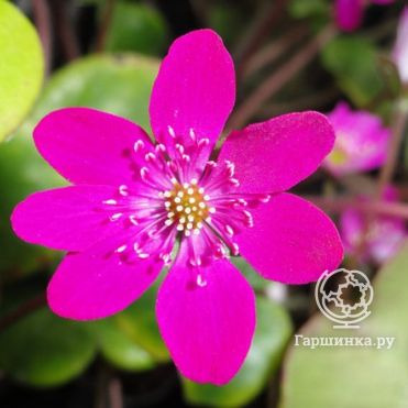 Печеночница японская Ред Форест