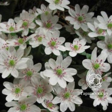 Печеночница японская Вайт Форест