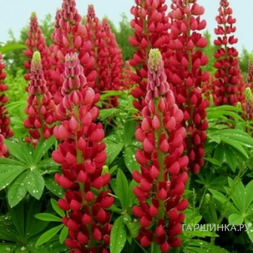 Люпин Май Кастл