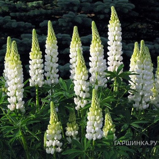 Люпин Ноблмейден