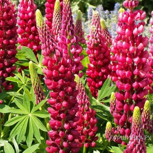 Люпин Пейджес