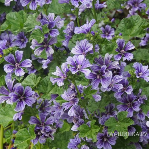 Мальва лесная Блю Фонтейн