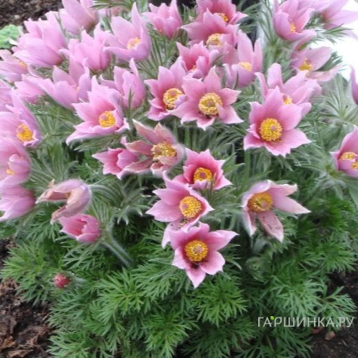 Прострел Розеа