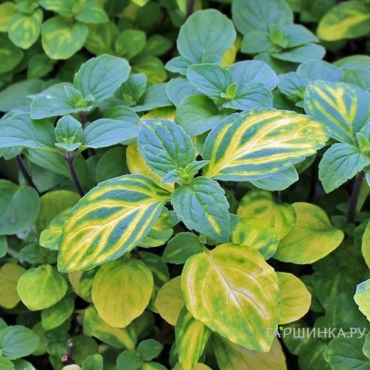 Мята Джинджер