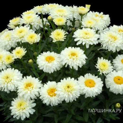 Ромашка (Нивяник) Макарун