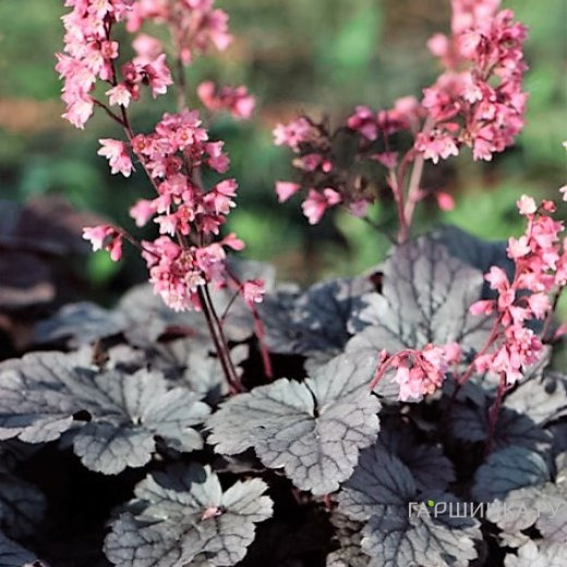 Гейхера Милан