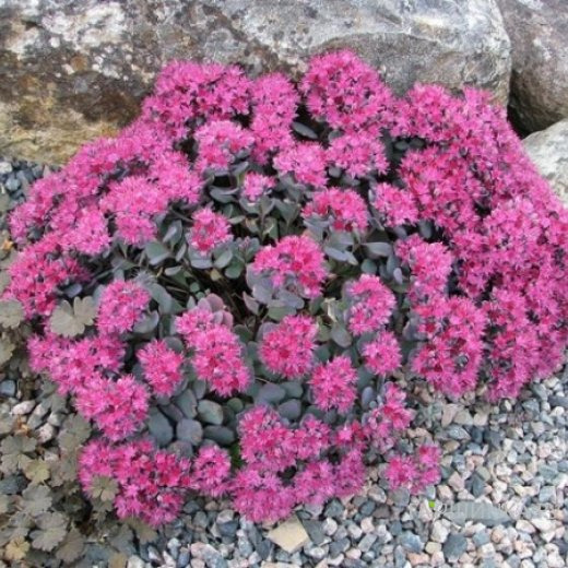 Очиток (седум) Лидакензе