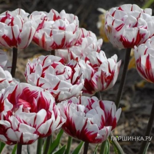 Тюльпан Карнавал де Найс 5шт.