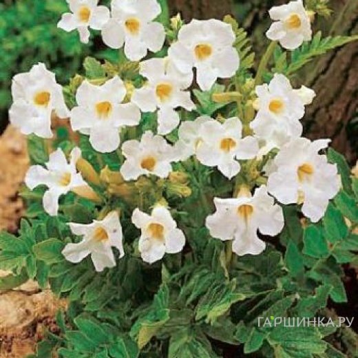 Инкарвиллея Снотоп