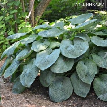 Хоста Элеганс (L)