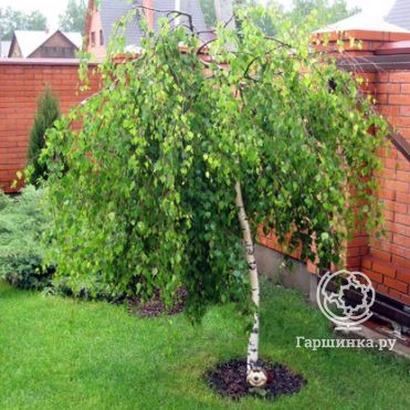 Береза повислая Юнга