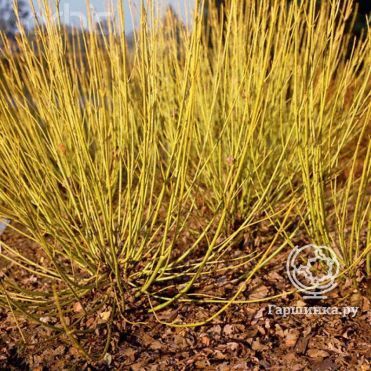 Дерен Флавирамеа