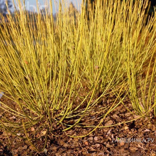 Дерен Флавирамеа