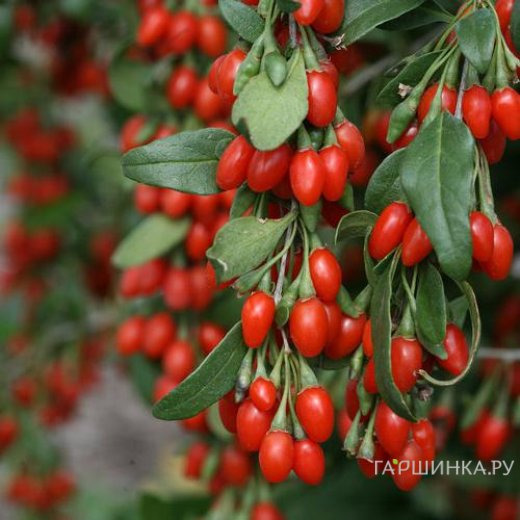 Годжи ягоды (Дереза обыкновенная)