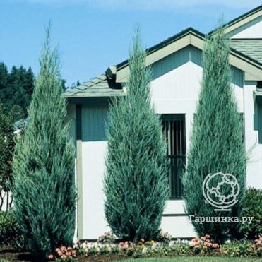 Можжевельник скальный Скайрокет