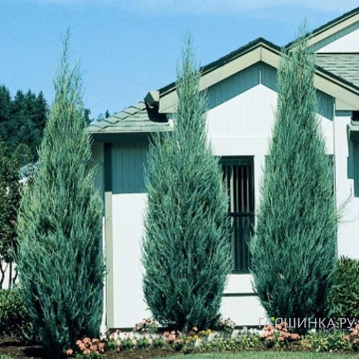 Можжевельник скальный Скайрокет