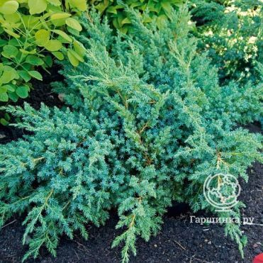 Можжевельник чешуйчатый Блю Свид